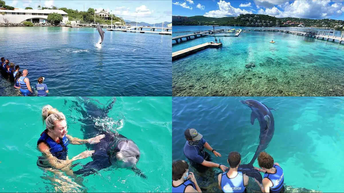 Saint Thomas - Simma med Delfiner på Coral World Ocean Park illustration
