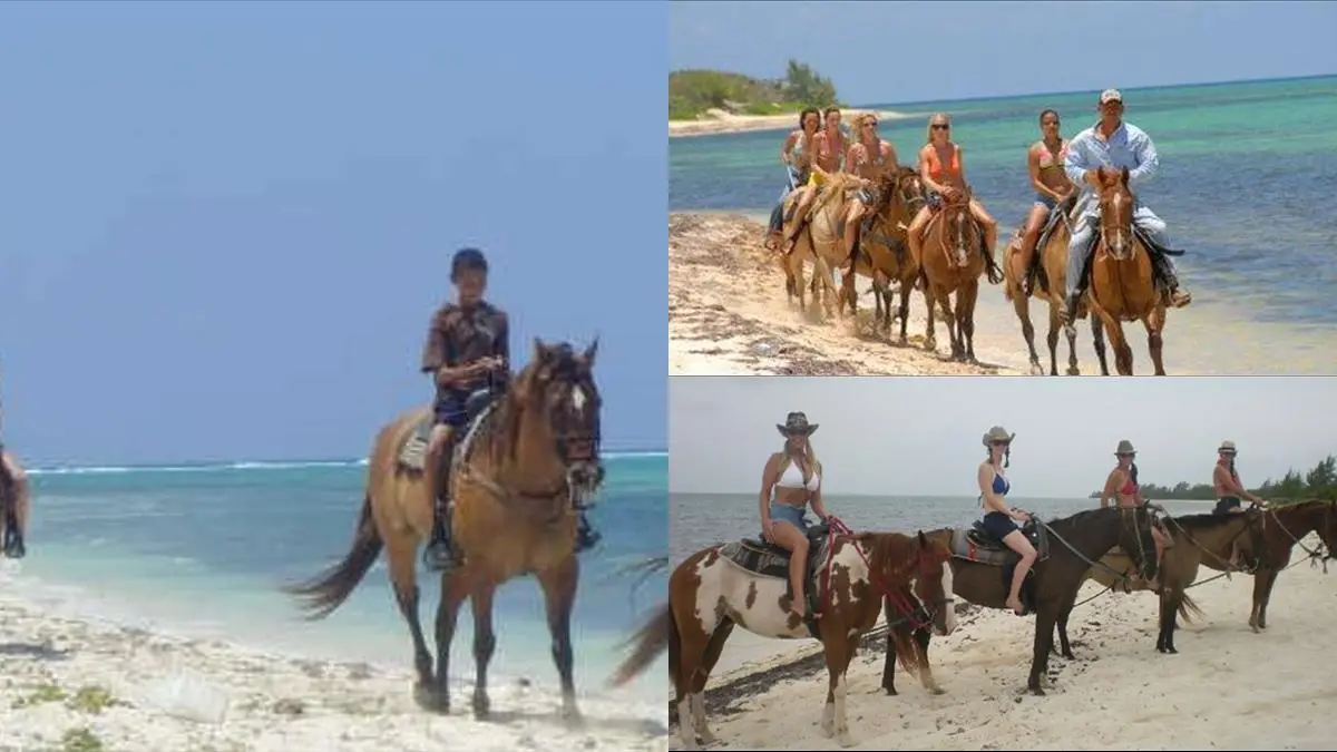 Upplev En Magisk Ritt På Stranden I Grand Cayman illustration