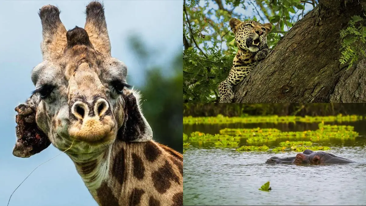 Upplev Mikumi på en Dagsafari från Zanzibar illustration